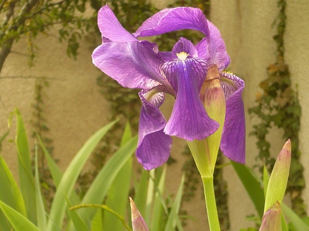 Iris germanica (Iridaceae)